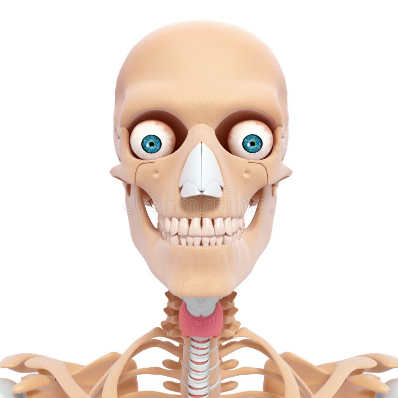 Tridimensional arte ilustraciones de de hombre cabeza esqueleto.