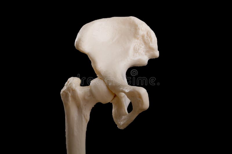 Anatomy Of Human Hip Joint And Pelvis Stock Image - Image of black