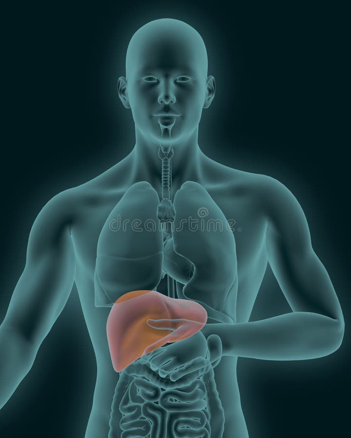 Anatomy of Human Inflamed Liver with Digestive Organs Stock ...