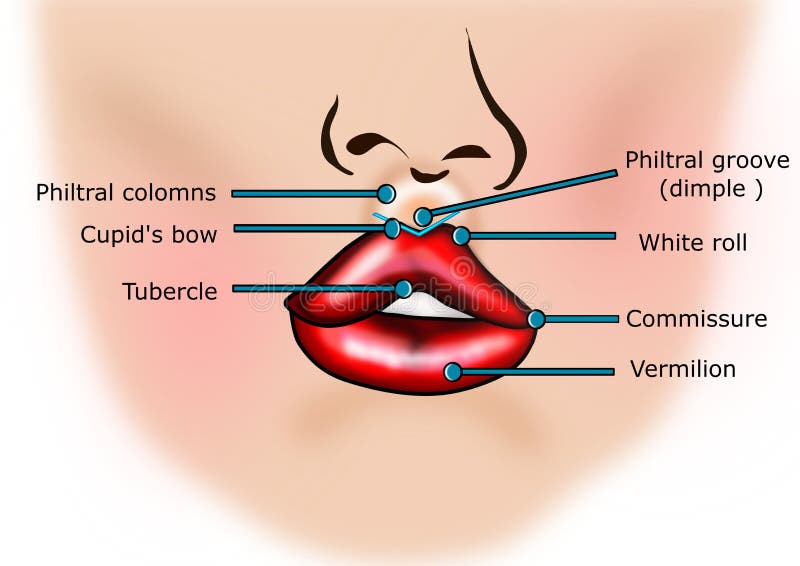 Lips anatomy isolated stock illustration. Illustration of medical