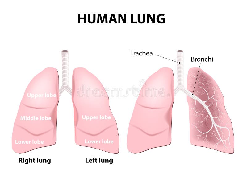 Detailed diagram of the human lungs. Detailed diagram of the human lungs.