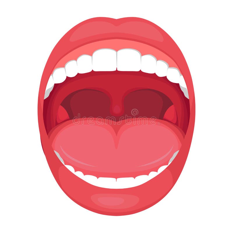 Anatomy Human Open Mouth Stock Vector  Illustration Of