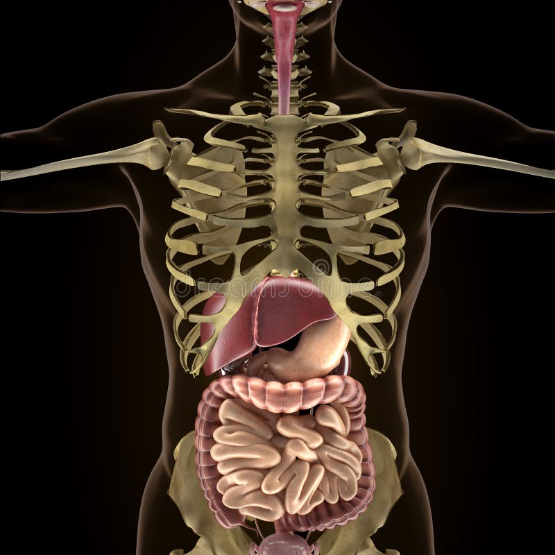 Anatomy of Human Organs in Xray View Stock Illustration Illustration