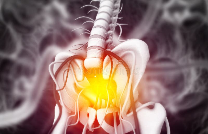 Anatomy of human pelvis stock illustration. Illustration of medicine ... Biology Diagrams