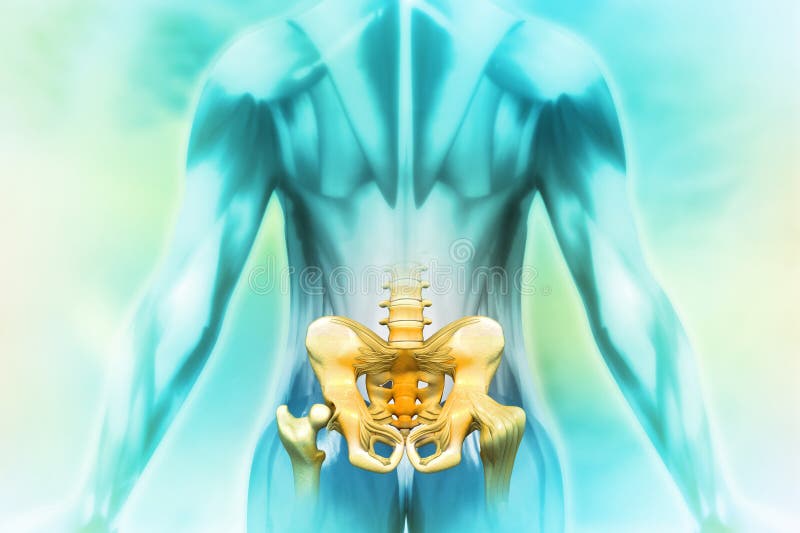 Anatomy of Human Pelvis on Science Background Stock Illustration Biology Diagrams