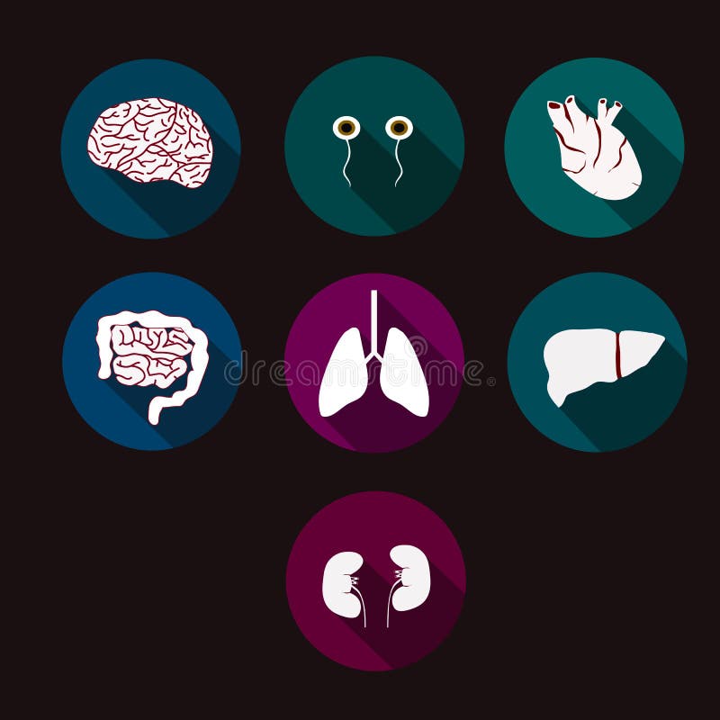 Anatomy icons stock vector. Illustration of design, liver 78751708