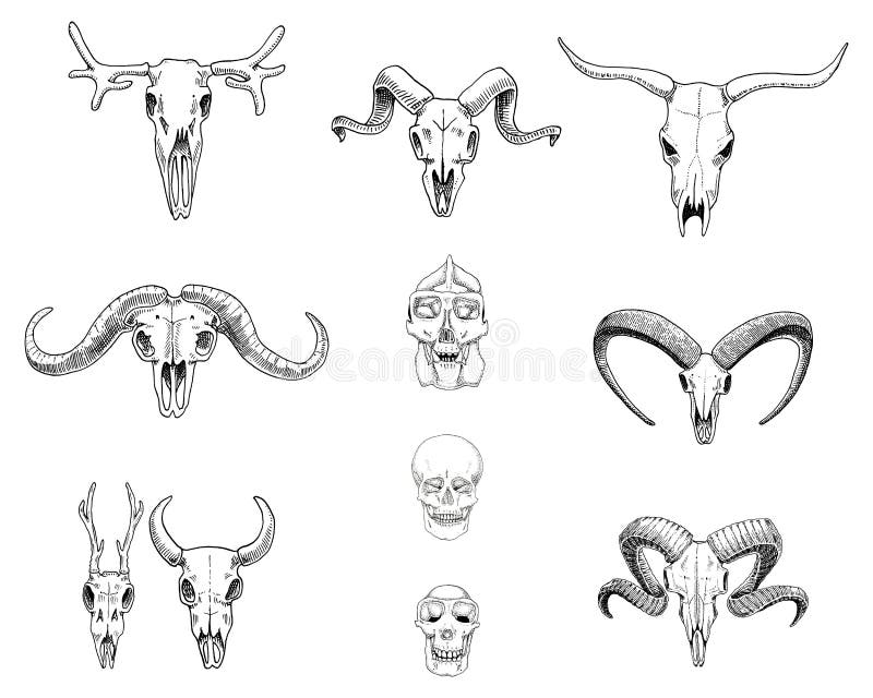 Elk Anatomy Chart