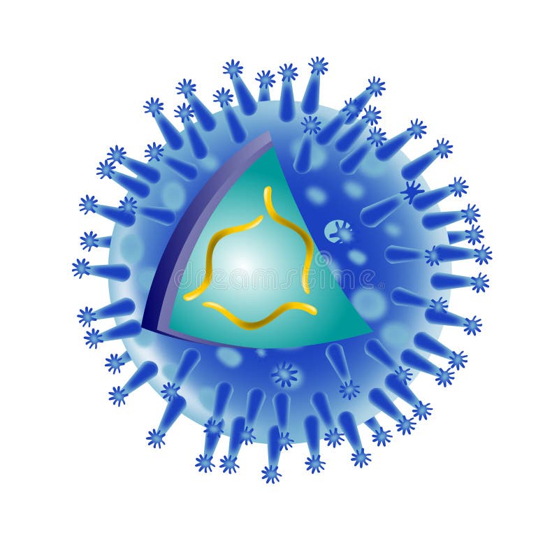 Anatomy of influenza flu virus