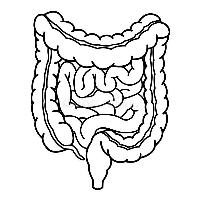 Human Large and Small Intestine for Coloring. Stock Illustration ...