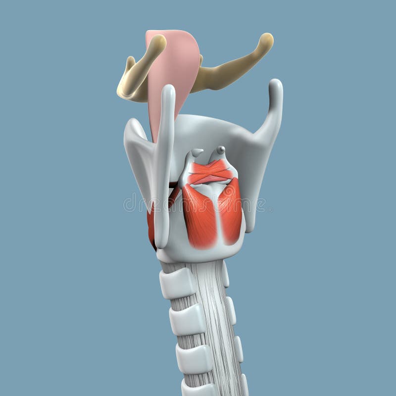 Anatomia della laringe che mostra il meccanismo delle corde vocali, la deglutizione e la respirazione.