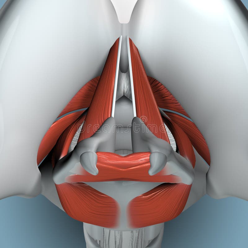 Anatomia della laringe che mostra il meccanismo vocale di carte, la respirazione e la deglutizione.