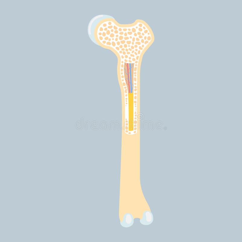 Anatomy of Long Bone Marrow Basics, Internal Organs Body Part Orthopedic Health Care Stock Vector - Illustration of graphic, human: 189208375 Anatomy of Long Bone Marrow Basics, Internal Organs Body Part Orthopedic Health Care Stock Vector - Illustration of graphic, human: 189208375