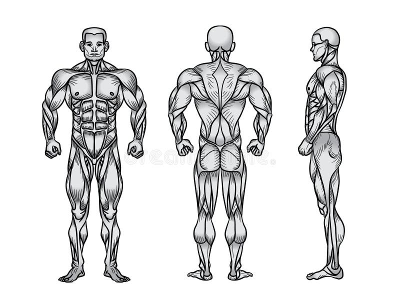 Anatomy Of Male Muscular System, Exercise And Muscle Guide. Stock