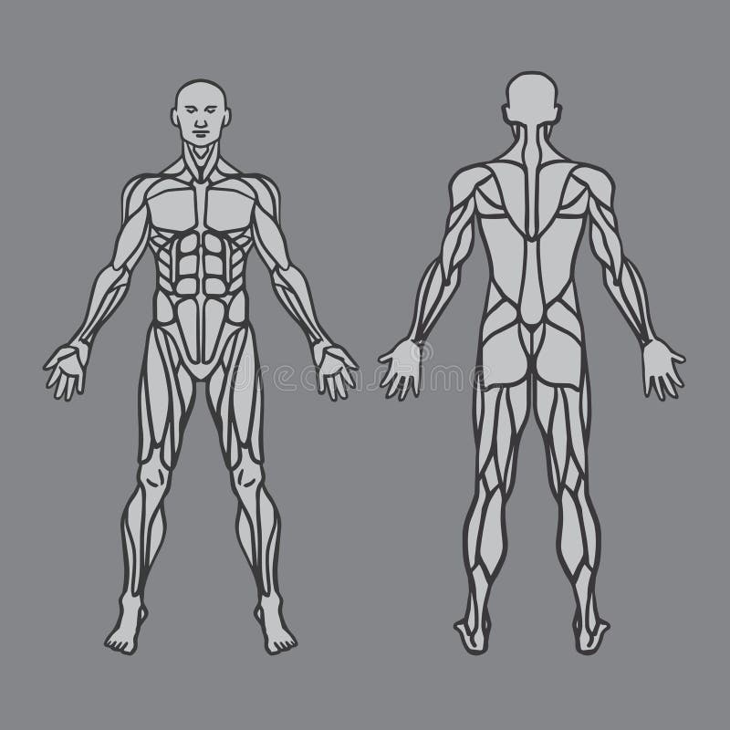 Male Anatomy Diagram Art Human Body Full Figure Male Muscular System