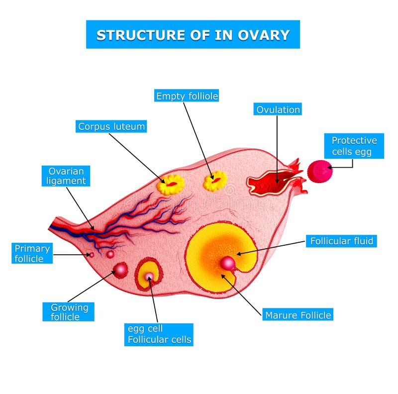 anatomy of ovarian cycle stock illustration illustration of ovarian cycle