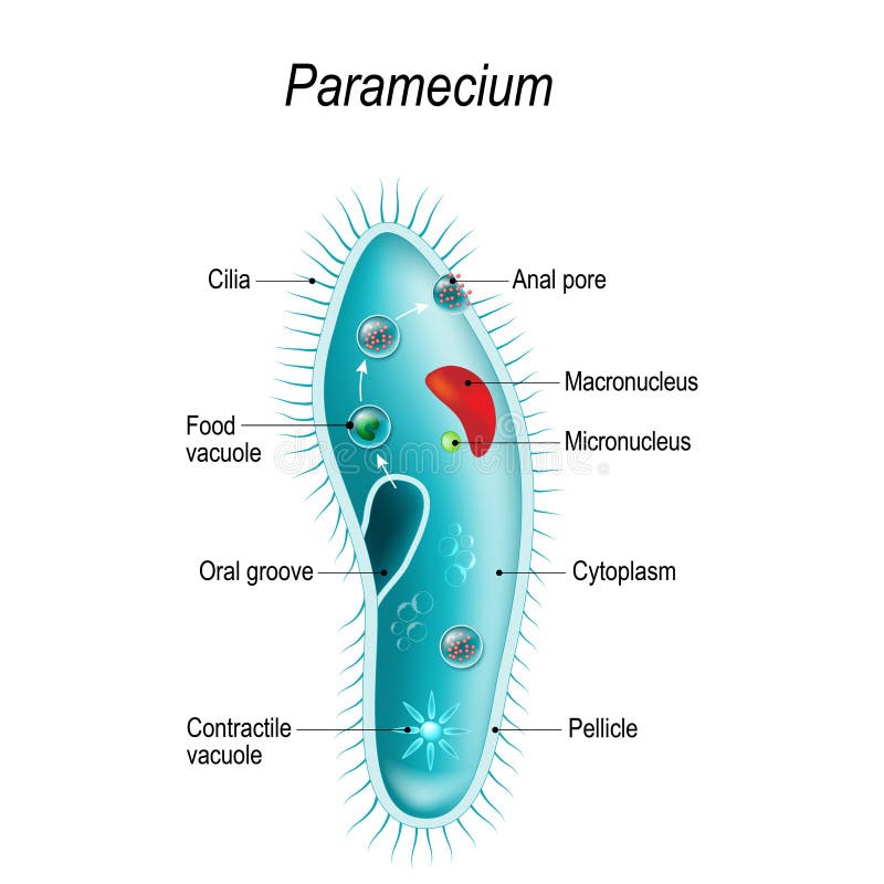 Paramecium Cell Diagram Labeled