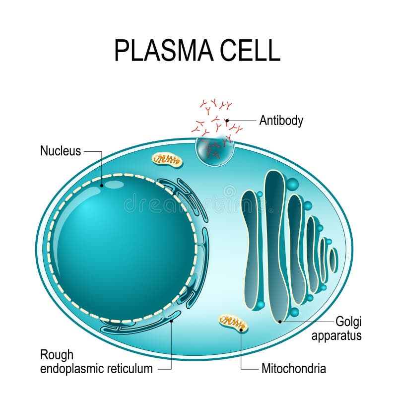 Anatomy of a Plasma cell, or B cell, or plasmocyte.