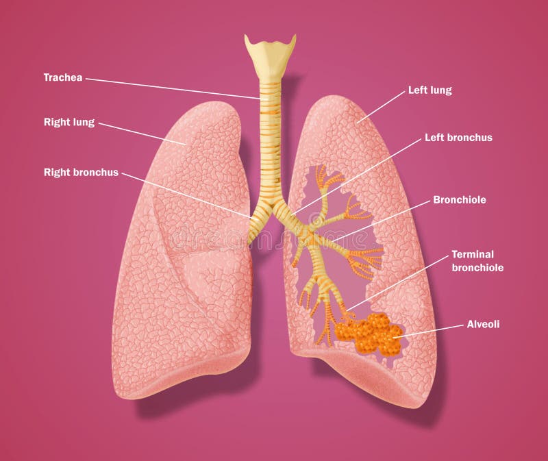 Anatomy of respiratory tract vector illustration