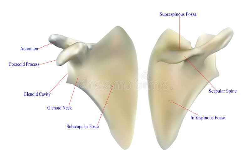 Anatomy of the scapula