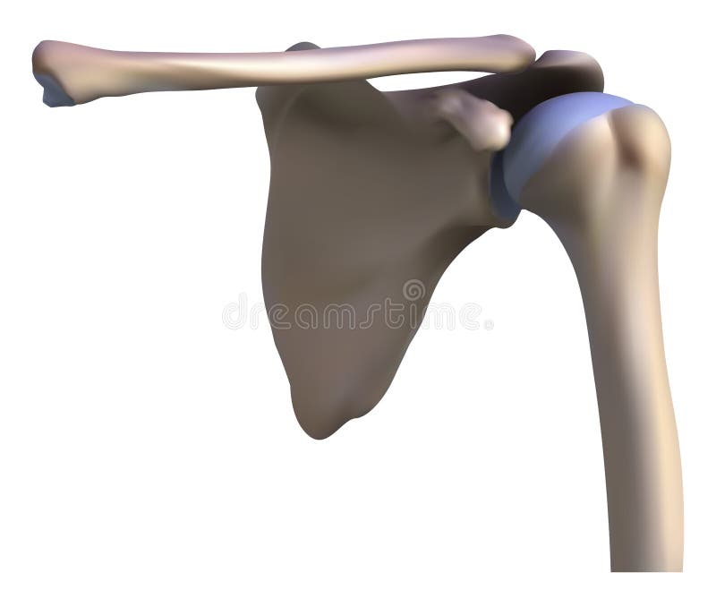 Anatomy of the shoulder bone vector illustration