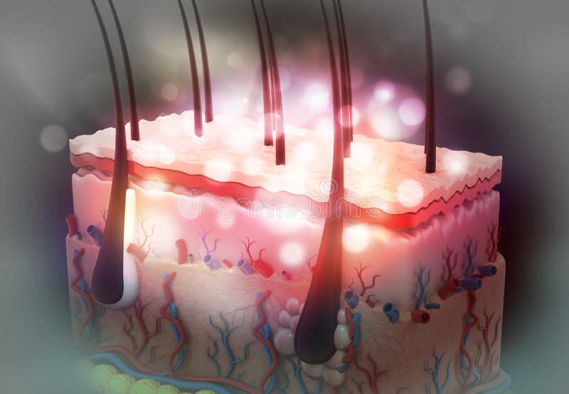 Anatomy of the Skin and the Layers Stock Illustration Biology Diagrams