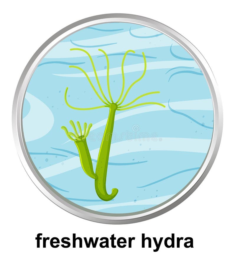 Hydra Plant Stock Illustrations – 47 Hydra Plant Stock Illustrations, Vectors & Clipart - Dreamstime Hydra Plant Stock Illustrations – 47 Hydra Plant Stock Illustrations, Vectors & Clipart - Dreamstime
