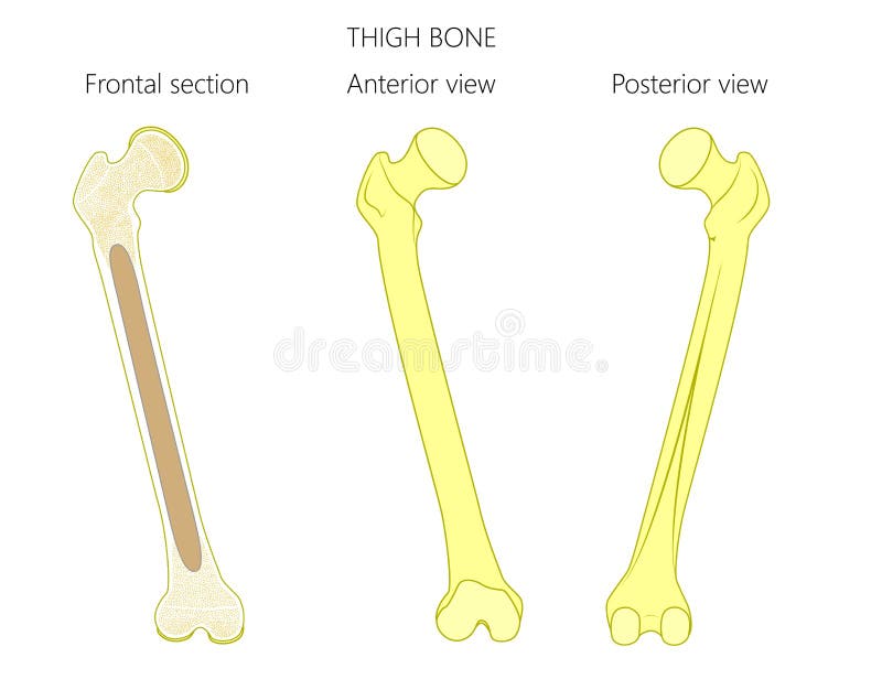 Vector illustration. Anatomy of a thigh bone. Tubular bone and spongy bone structure. Frontal section, anterior and posterior view. For advertising and medical publications. EPS 10. Vector illustration. Anatomy of a thigh bone. Tubular bone and spongy bone structure. Frontal section, anterior and posterior view. For advertising and medical publications. EPS 10