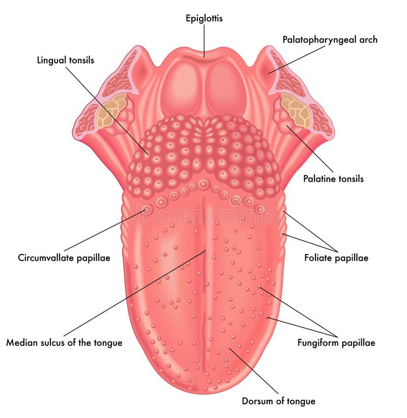 Tongue Anatomy Solanannaforaco