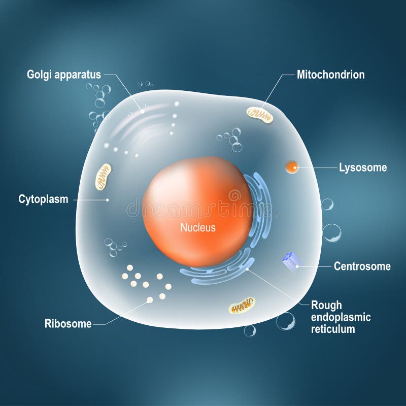 Anatomy of cell. All organelles: Nucleus, Ribosome, Rough endoplasmic reticulum, Golgi apparatus, mitochondrion, cytoplasm, lysosome, Centrosome. Animal cell on the dark background. Illustration easy editable for Your color. Anatomy of cell. All organelles: Nucleus, Ribosome, Rough endoplasmic reticulum, Golgi apparatus, mitochondrion, cytoplasm, lysosome, Centrosome. Animal cell on the dark background. Illustration easy editable for Your color