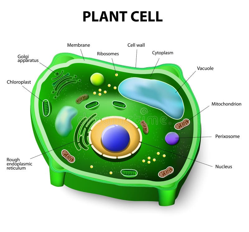 Plant cell structure. Vector diagram. Plant cell structure. Vector diagram