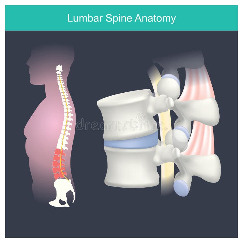 Anatomía de la espina dorsal lumbar Cuerpo humano de la anatomía stock de ilustración Anatomía de la espina dorsal lumbar Cuerpo humano de la anatomía stock de ilustración