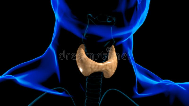 Anatomía de la glándula tiroides para el concepto médico 3d