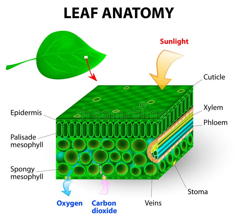 Leaf anatomy vector diagram. photosynthesis. Chlorophyll is the molecule in leaves that uses the energy in sunlight to turn water and carbon dioxide gas into sugar and oxygen. Leaf anatomy vector diagram. photosynthesis. Chlorophyll is the molecule in leaves that uses the energy in sunlight to turn water and carbon dioxide gas into sugar and oxygen