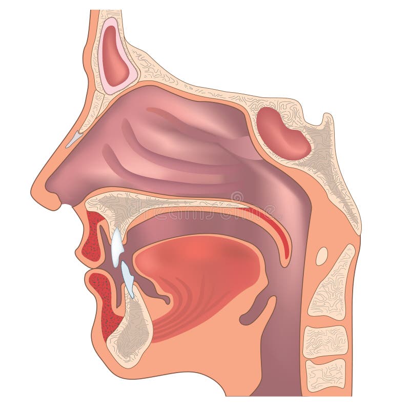 Anatomía de la nariz