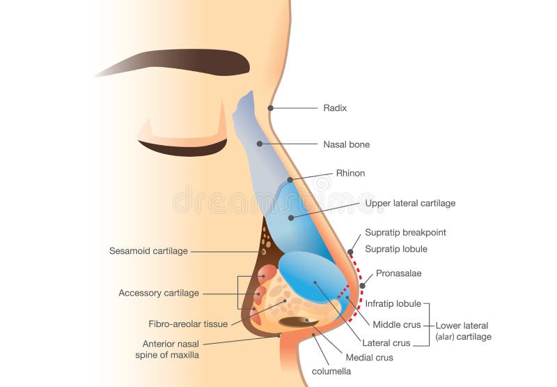 Anatomy of human nose. Illustration about description of components in nose for study and medical. Anatomy of human nose. Illustration about description of components in nose for study and medical.