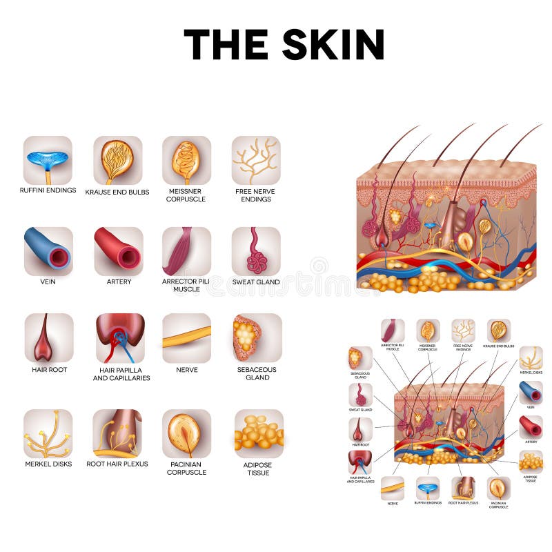 Anatomía de la piel ilustración del vector Anatomía de la piel ilustración del vector