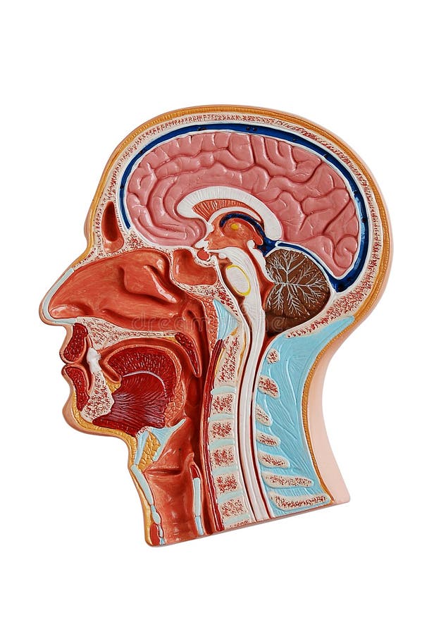 A medical human head anatomy. A medical human head anatomy