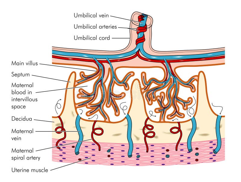 Cross section through the placenta showing umbilical cord, placental wall and uterus. Cross section through the placenta showing umbilical cord, placental wall and uterus