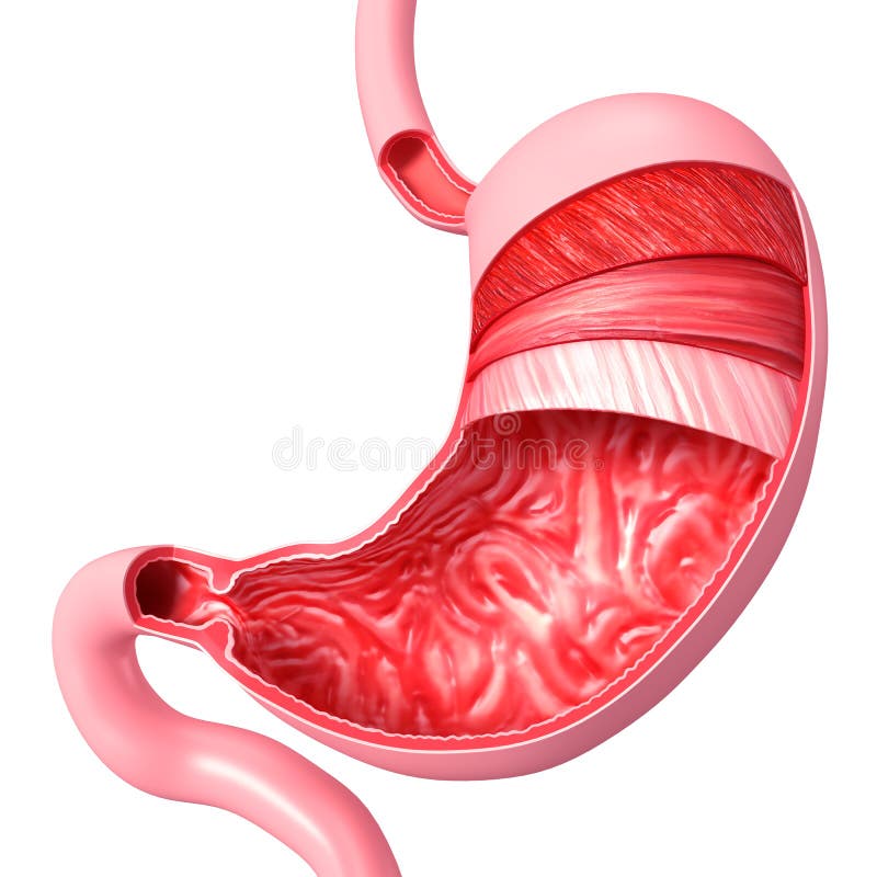 Anatomía de la sección del corte del estómago