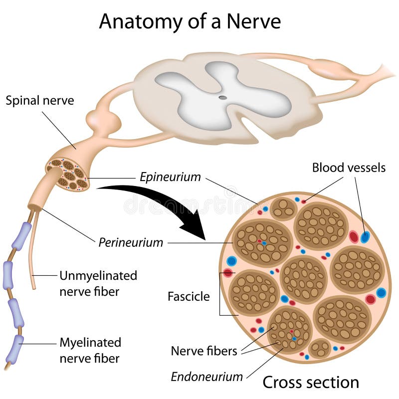 Anatomy of the spinal nerve, eps8. Anatomy of the spinal nerve, eps8