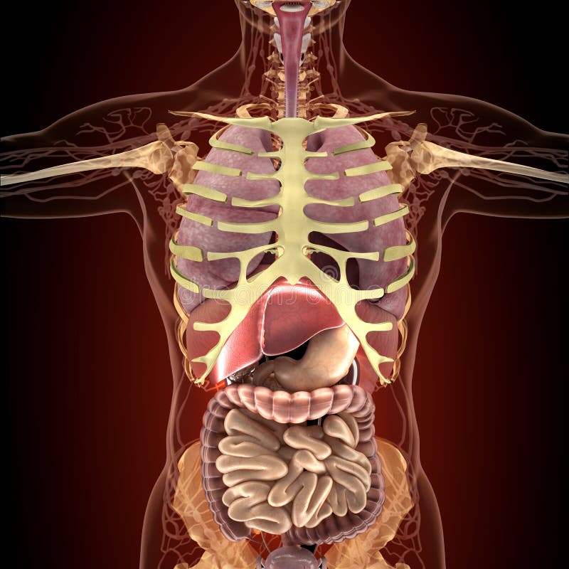 Anatomía De órganos Humanos En La Opinión De La Radiografía Stock De