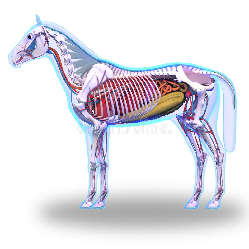 Anatomía del caballo - anatomía interna del caballo aislada en blanco