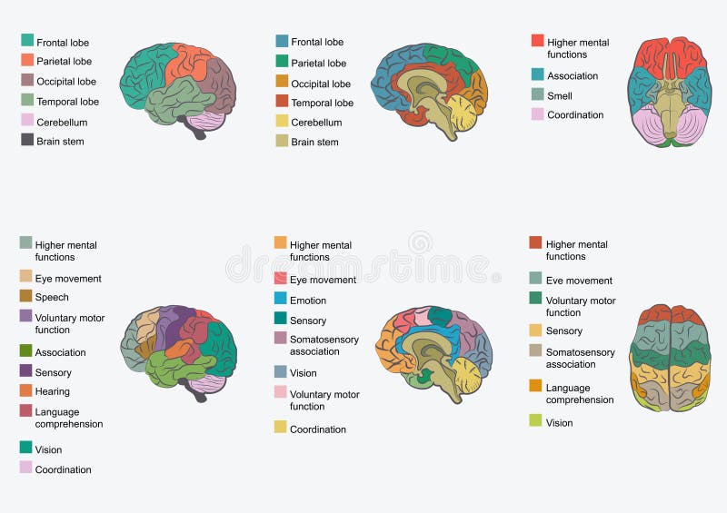 Human brain anatomy, function area, mind system. Human brain anatomy, function area, mind system