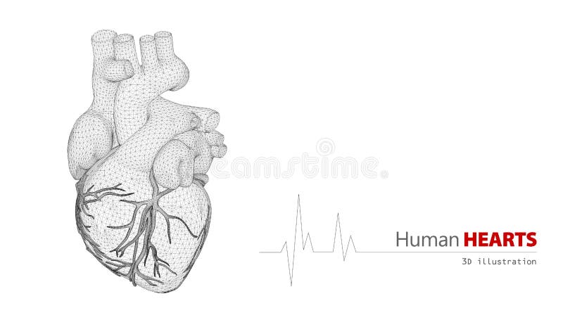 Anatomía del corazón humano en un fondo blanco libre illustration Anatomía del corazón humano en un fondo blanco libre illustration