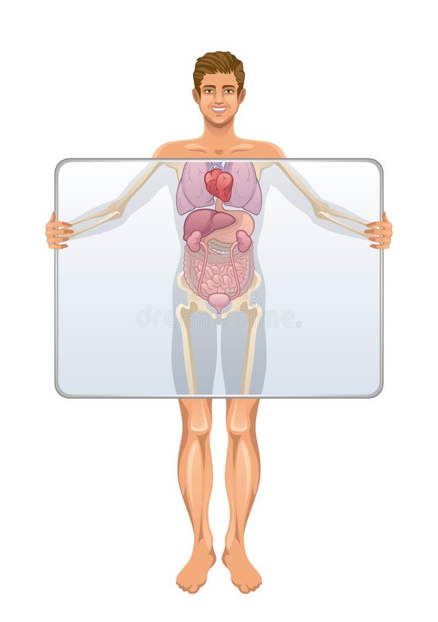 Anatomía del cuerpo humano stock de ilustración Anatomía del cuerpo humano stock de ilustración