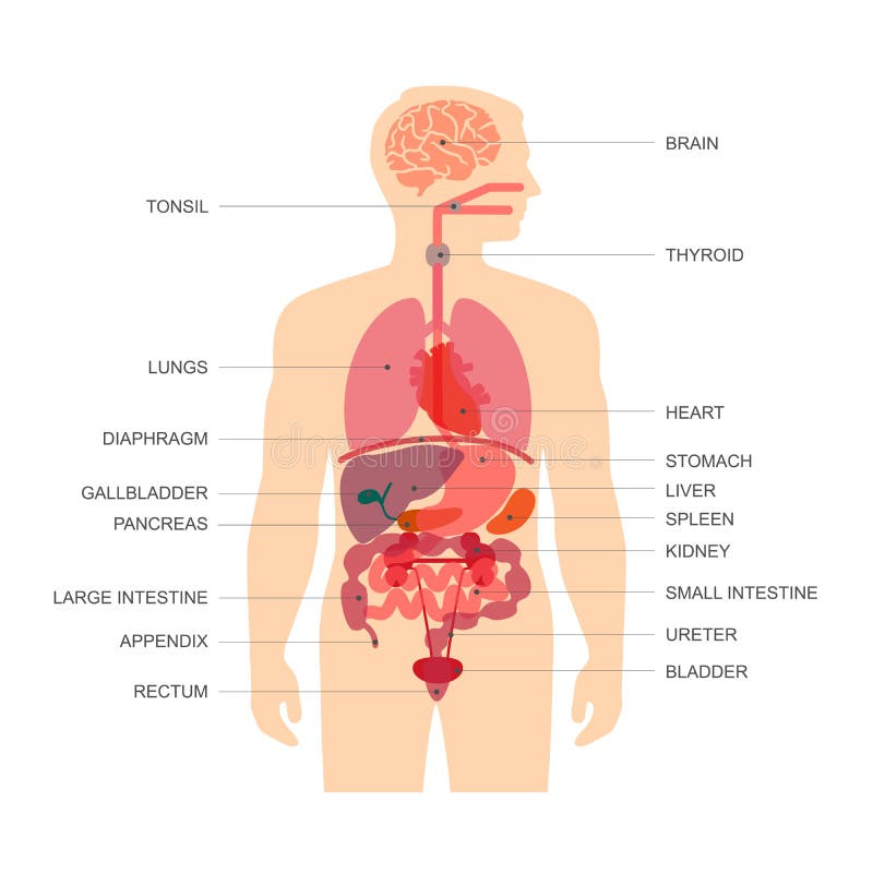 Anatomía del cuerpo humano