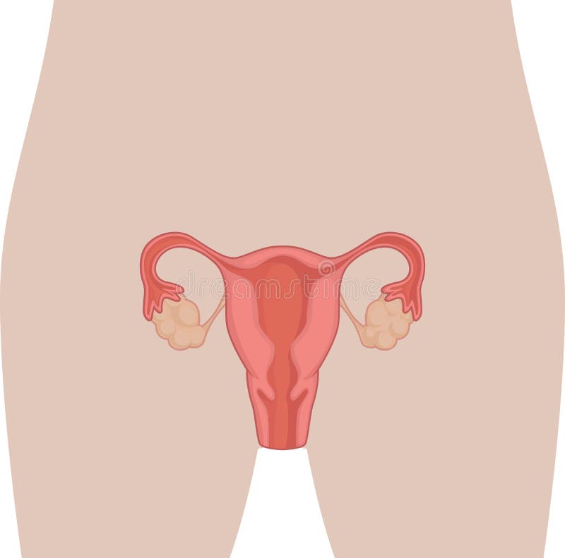 Anatomía del cuerpo humano - órgano femenino de la reproducción ilustración del vector Anatomía del cuerpo humano - órgano femenino de la reproducción ilustración del vector