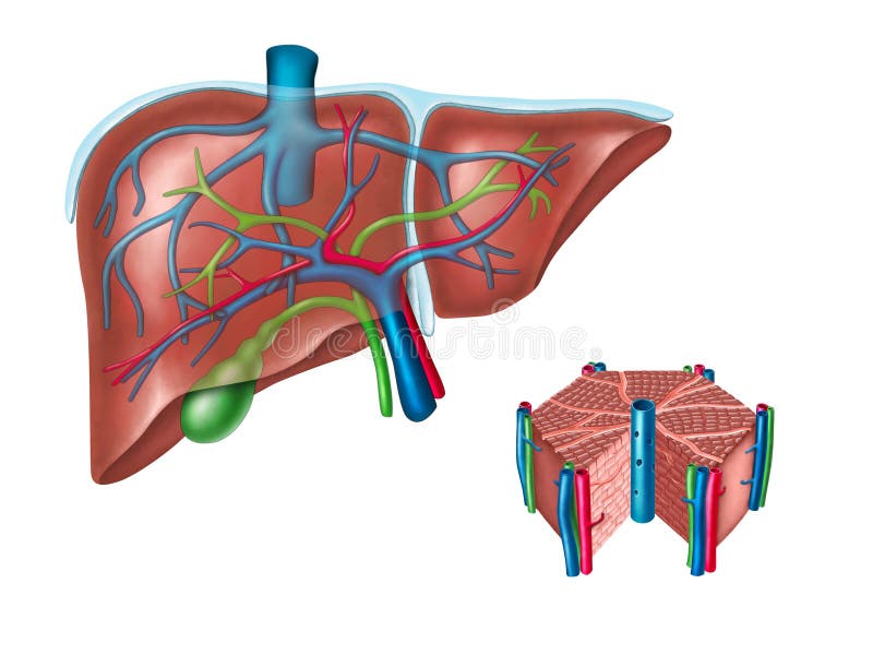 Human liver and hepatic cell diagram. Digital illustration. Human liver and hepatic cell diagram. Digital illustration.