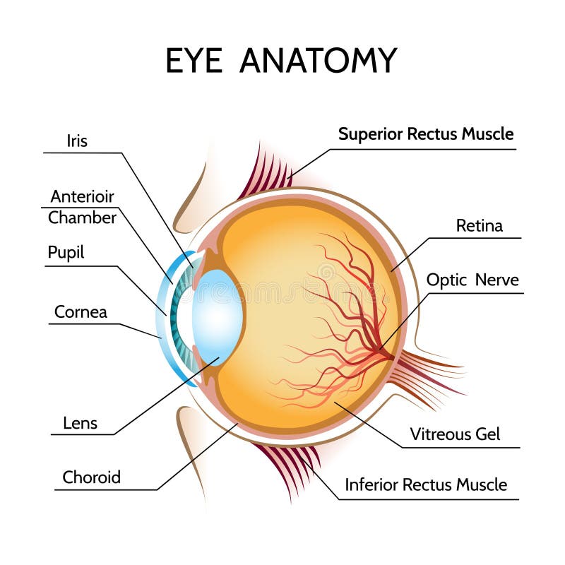 Eye anatomy. Iris and optic, pupil and vision, medical science, retina and nerve, eyeball vector illustration. Eye anatomy. Iris and optic, pupil and vision, medical science, retina and nerve, eyeball vector illustration