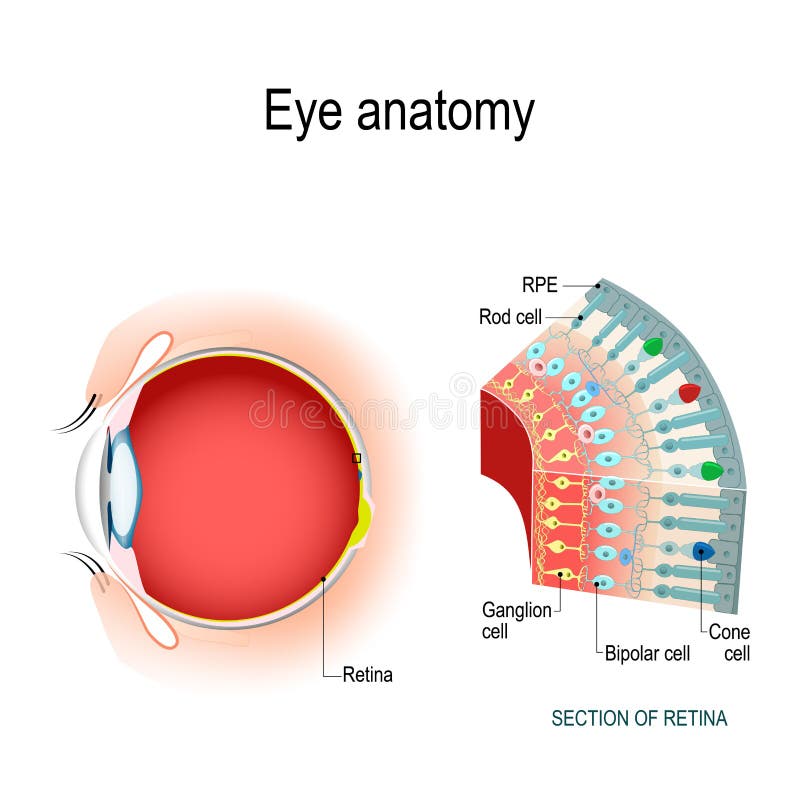 Anatomía del ojo Células de Rod y células de cono